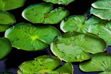 Lake Louisa State Park - Lily Pads floating on the water