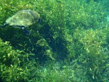 A turtle swimming through the seagrass at Rainbow Springs State Park