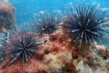 St. Andrews State Park - Sea Urchins underwater