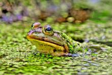 St. Andrews State Park - Bullfrog
