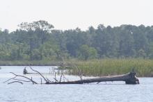 Yellow River Marsh Aquatic Preserve - DEP Staff - Beth Fugate - Downed t...